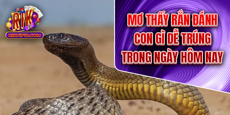 Mơ Thấy Rắn Đánh Con Gì Dễ Trúng Trong Ngày Hôm Nay